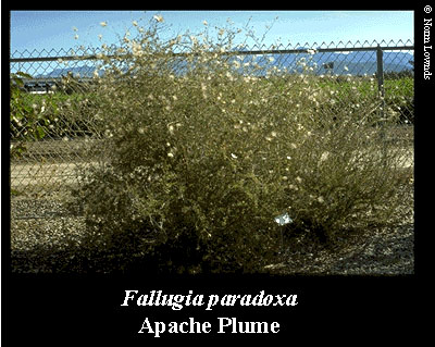 Image of Apache Plume