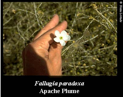 Image of Apache Plume flower