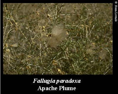 Image of Apache plume leaf