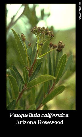 Image of Arizona Rosewood leaf
