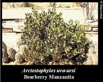 Image of Bearberry Manzanita
