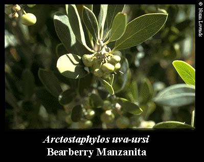 Image of Bearberry Manzanita Fruit