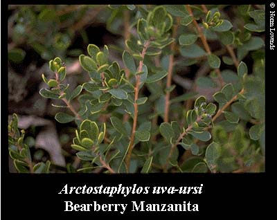 Image of Bearberry Manzanita Lear