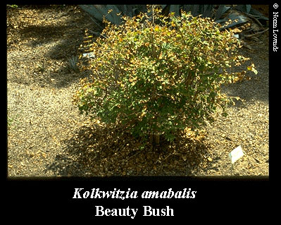 Image of Beauty Bush