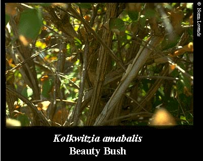 Image of Beauty Bush Bark