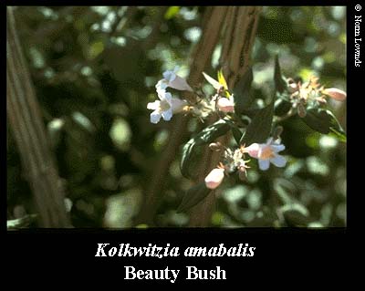 Image of Beauty Bush Flower
