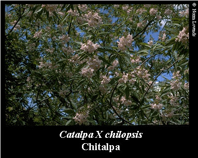 Image of Chitalpa
