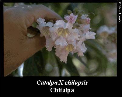 Image of Chitalpa Flower