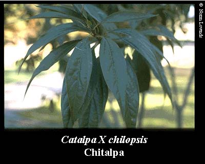 Image of Chitalpa Leaf
