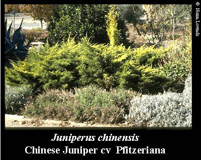 Image of Chinese Juniper Pfitzer