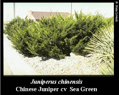 Image of Chinese Juniper seagreen