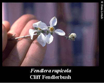 Image of Cliff Fendlerbush leaf