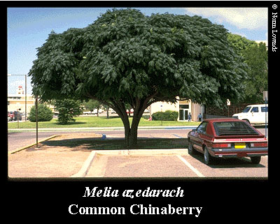 Image of Common Chinaberry