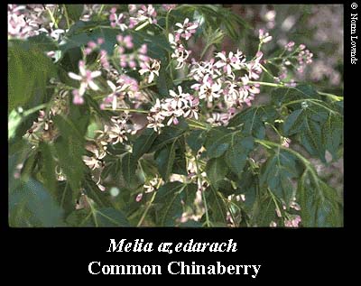 Image of Common Chinaberry Flower