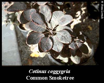 Image of smoketree leaf