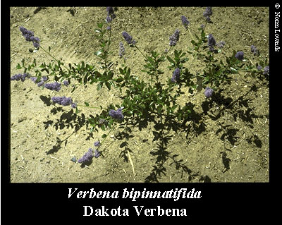 Image of Dakota Verbena
