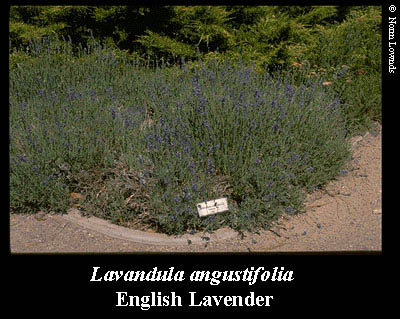Image of English Lavender