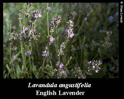 Image of English Lavender flower