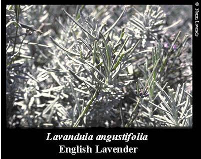 Image of Enlish Lavender leaf