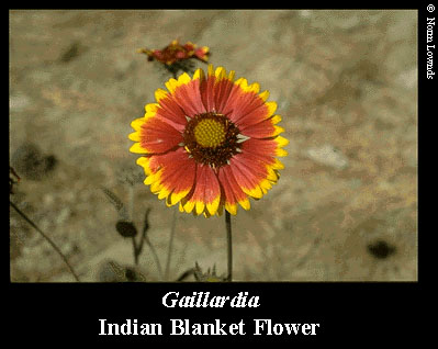 Image of Indian Blanket Flower