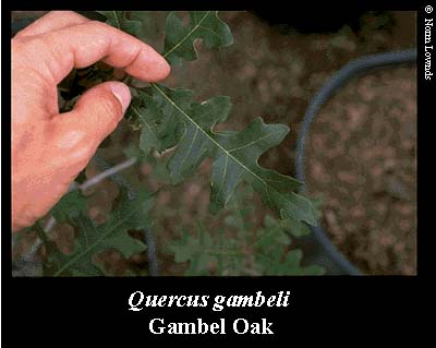 Image of Gambel's Oak