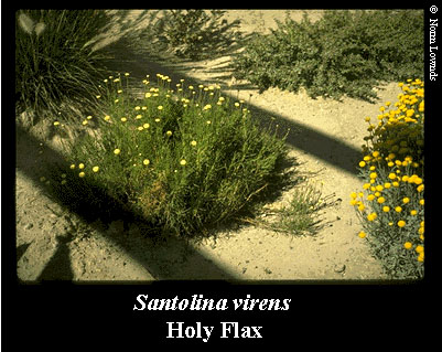 Image of Holy flax