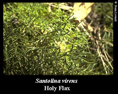 Image of Holy Flax leaf