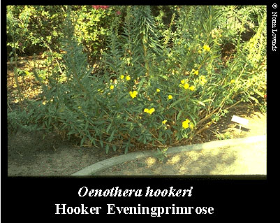 Image of Hooker Eveningprimrose