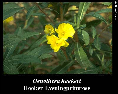 Image of Hooker Eveningprimrose flower
