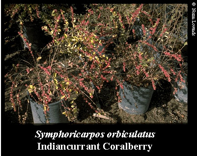 Image of Indiancurrant coralberry