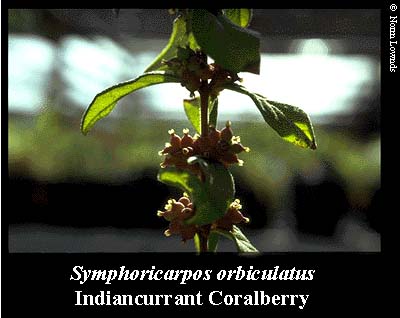 Image of Indiancurrant coralberry fruit