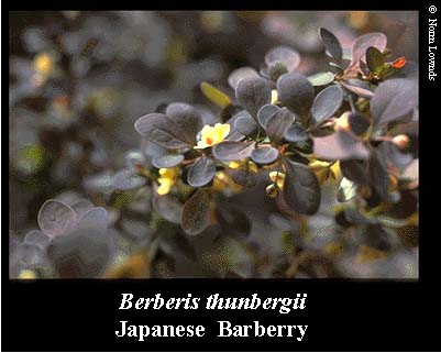 Image of Japanese Barberry flower