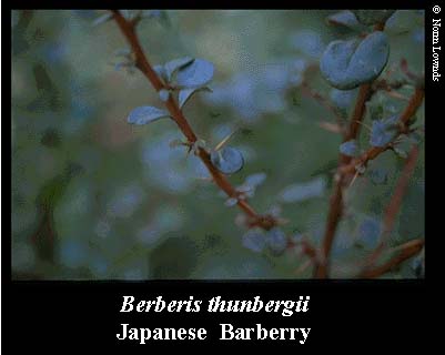 Image of Japanese Barberry leaf