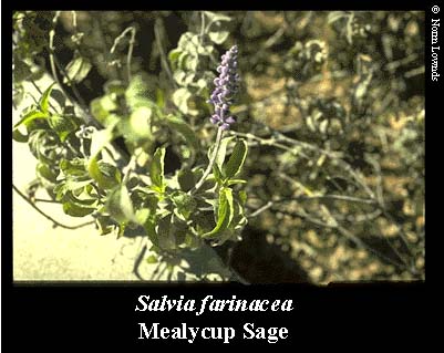 Image of Mealycup Sage flower