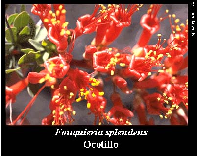 Image of Ocotillo Flower