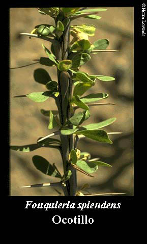 Image of Ocotillo leaf