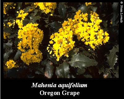 Image of Oregon Grape flower