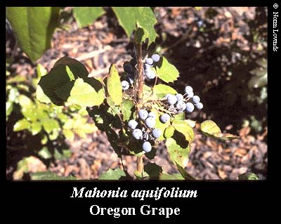 Image of Oregon Grape fruit