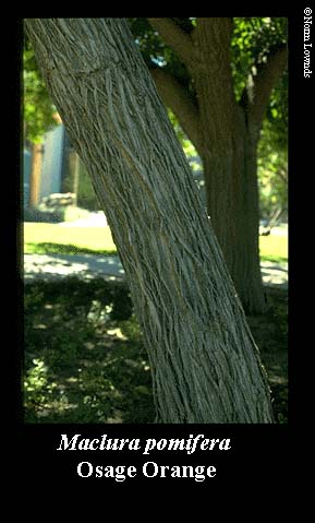 image of Osage Orange Bark