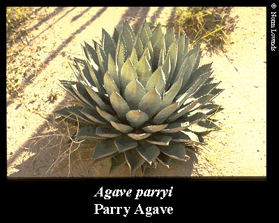 Image of Parry Agave
