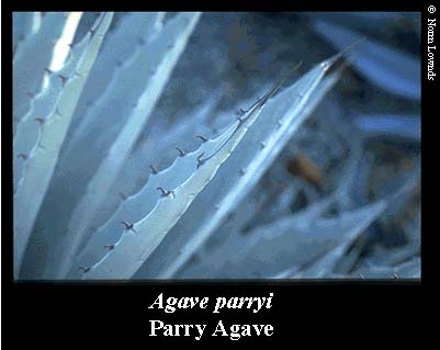 Image of Parry Agave Leaf
