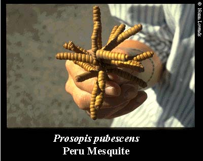 Image of Peru Mesquite seedpod