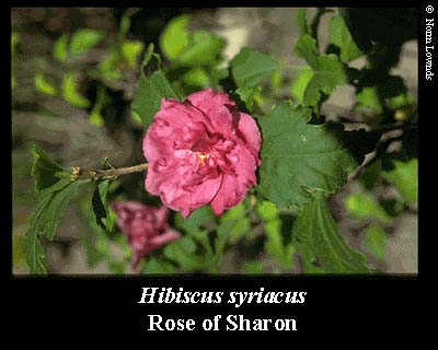 Image of Rose of Sharon flower