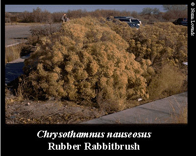 Image of Rubber Rabbitbrush