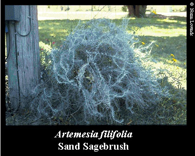 Image of Sand Sagebrush