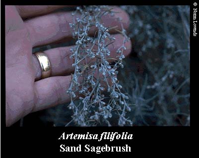 Image of Sand Sagebrush fruit