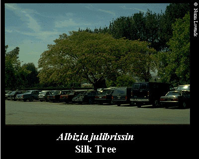 Image of silk tree