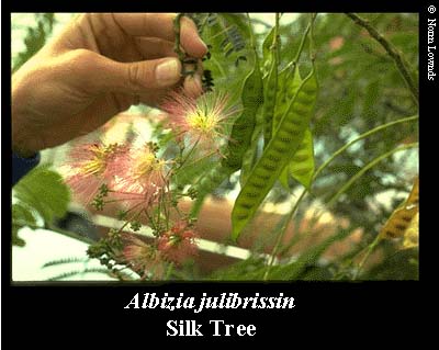 Image of silk tree bean pod