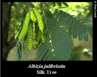 Image of silk tree leaves