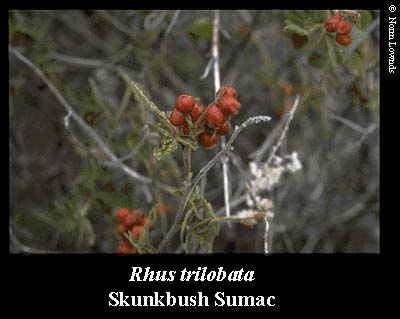 Image of Skunkbush Sumac